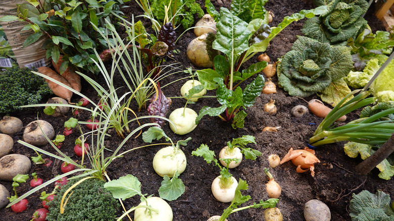 overhead view of crops growing in soil
