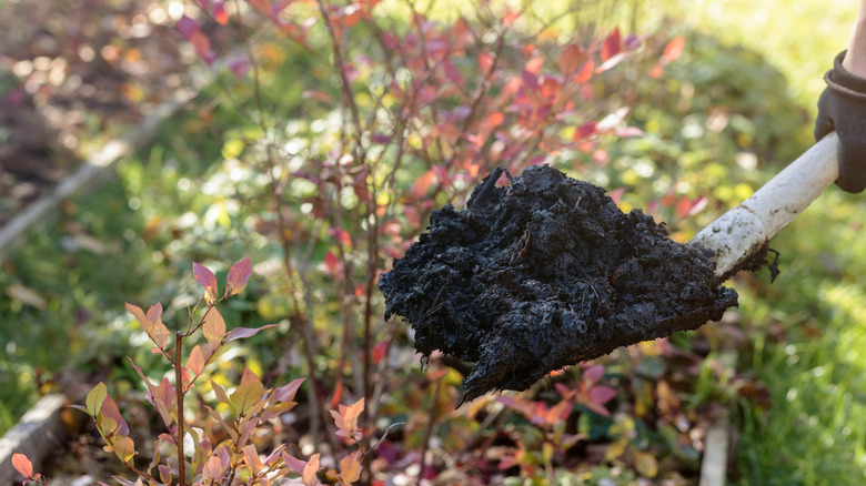 compost being added to a garden bed with shovel