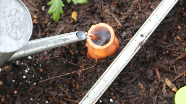 buried clay pot being watered as part of olla irrigation