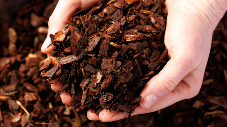 close-up of a person scooping mulch in their hands