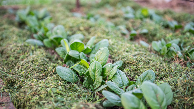 Rows of mulched spinach plants