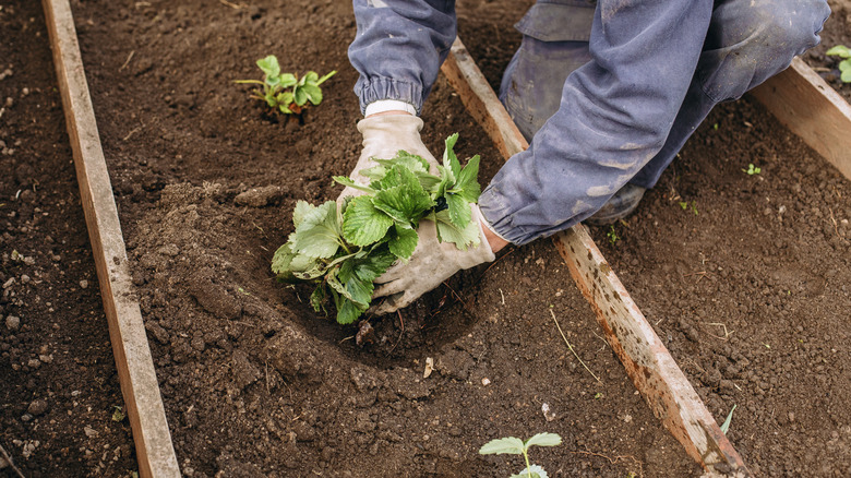 person adding plants to a garden bed