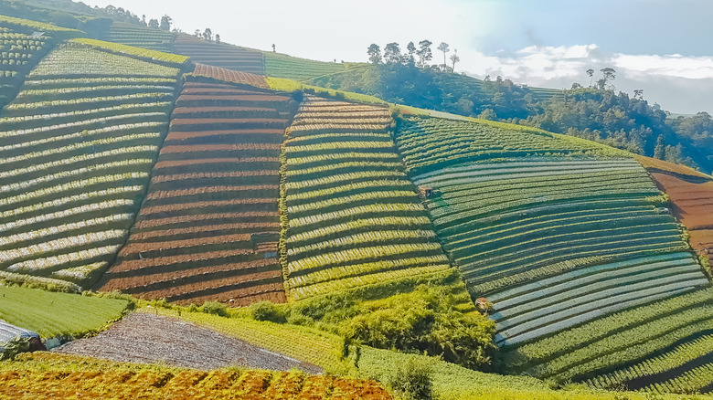 terracing on a large hill