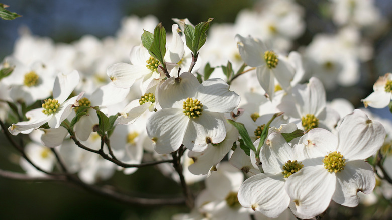 close-up of white dogwood tree flowers