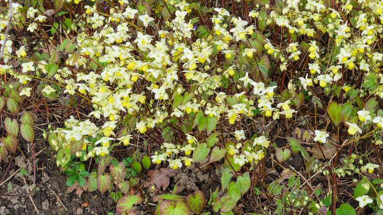Cluster of Bishop's Hat (Epimedium × perralchicum 'Frohnleiten') flowers and leaves