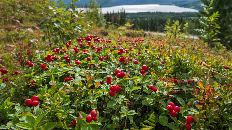 Bearberry (Arctostaphylos uva-ursi) in the foreground and in the background out of focus lake