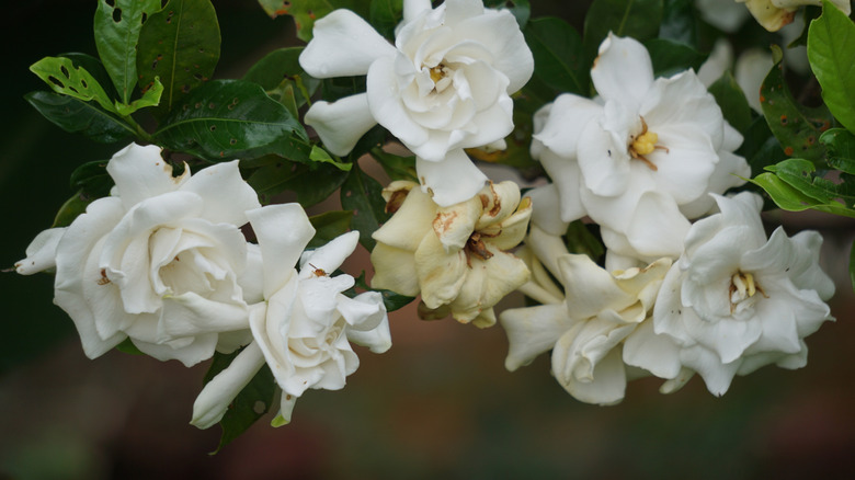 Closeup detail of Cape jasmine (Gardenia jasminoides 'Radicans') flowers