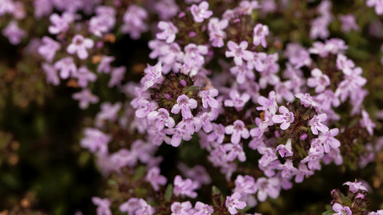 Flowers of a caraway thyme plant, Thymus herba-barona.