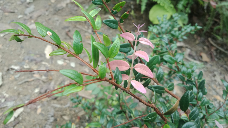 Creeping blueberry or Vaccinium crassifolium plants in the forest