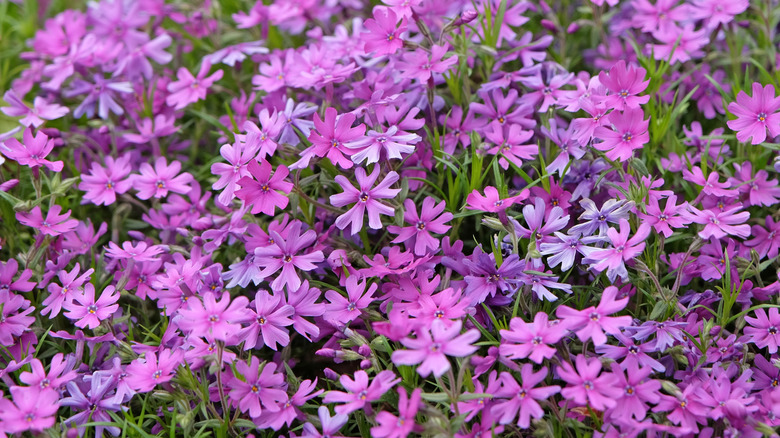 Purple Phlox stolonifera, creeping phlox, 'Purple Beauty' in flower.