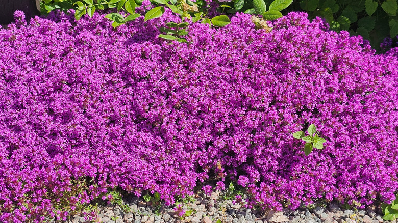 A cluster of Creeping thyme (Thymus praecox) in full bloom