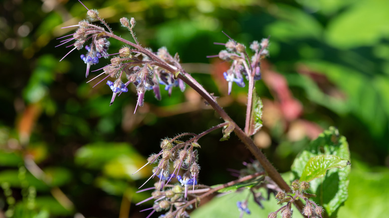 Close up of early flowering borage (trachystemon orientalis) flowers in bloom