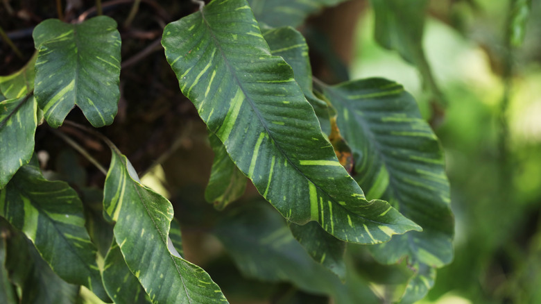 Tongue fern with variegated leaf (Pyrrosia lingua) detail shot