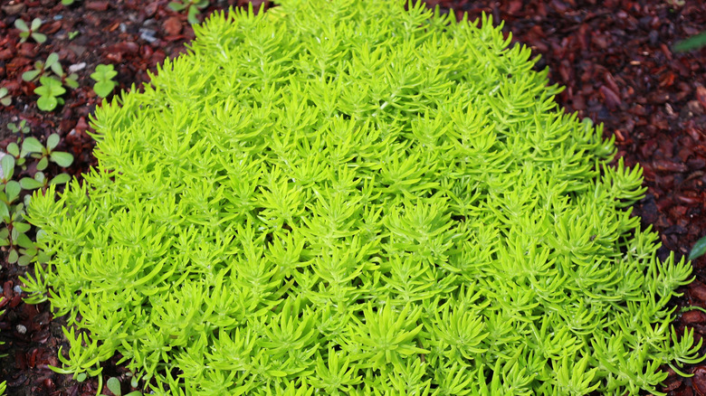 Detail of Lemon coral stonecrop (Sedum maxicanum 'Lemon coral') foliage being used as a ground cover