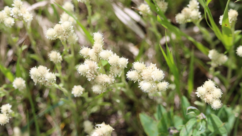 Detail of Prairie everlasting (Antennaria neglecta) flowers in bloom