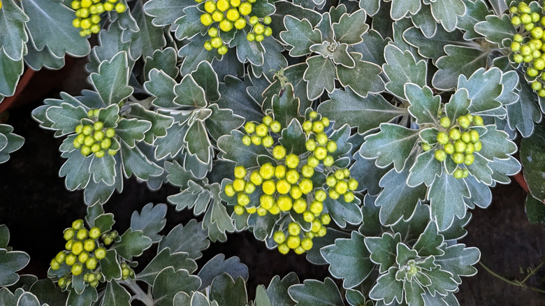 Top view of Gold and Silver Chrysanthemum (Ajania pacifica) with light green leaves with silver margin