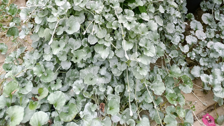 a dense ground cover of silvery-white Dichondra 'Silver Falls,'