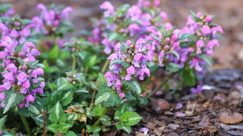 Spotted dead nettle (Lamium maculatum) flowers in full bloom