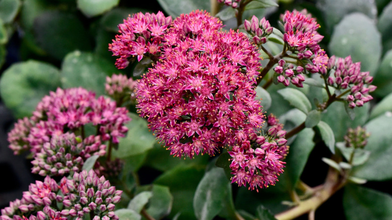 A closeup shot of a sedum sunsparkler in a garden during the day