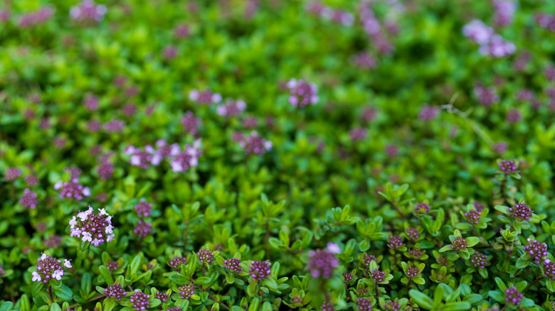 Wild thyme (Thymus serpyllum) flowers and foliage detail