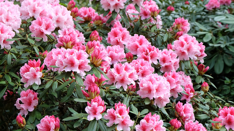 Closeup of pink azalea blooms