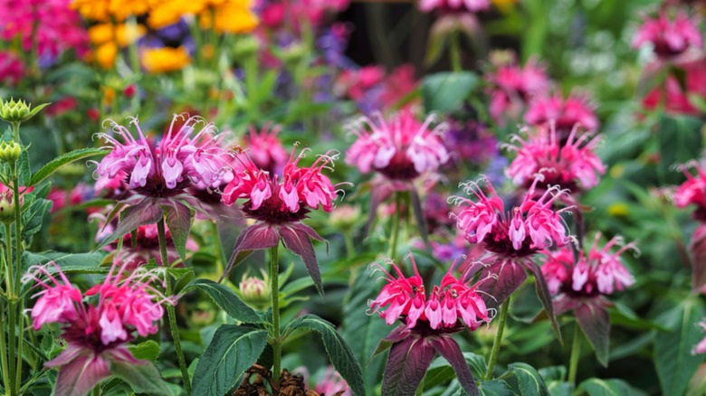 Closeup of pink spiky bee balm blooms.