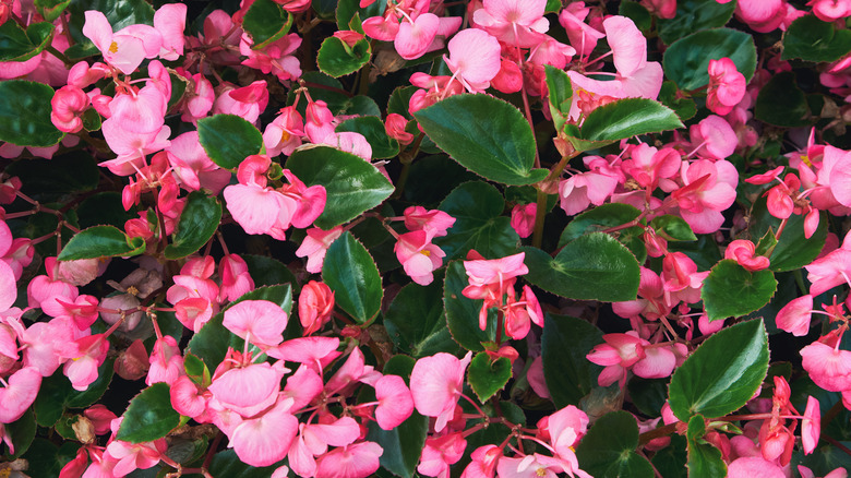 Closeup of bright pink begonia blooms.