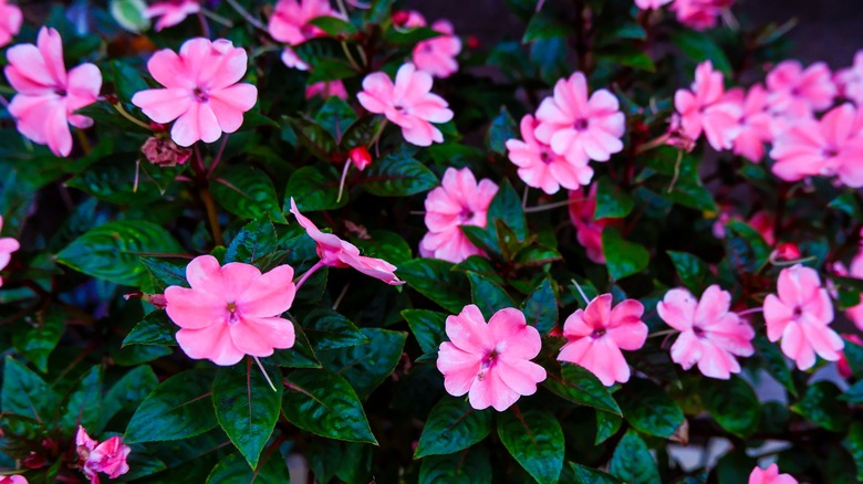 Closeup of bright pink impatiens blooms against dark green leaves.