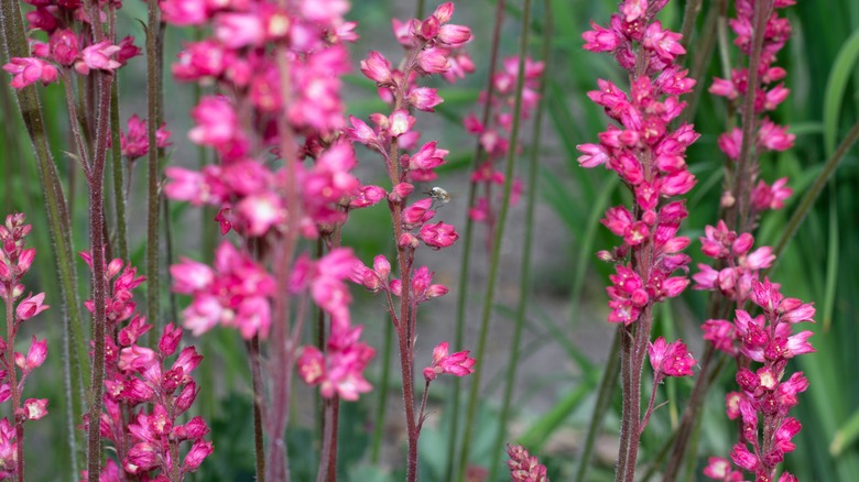 Closeup of bright pink coral bell blooms.