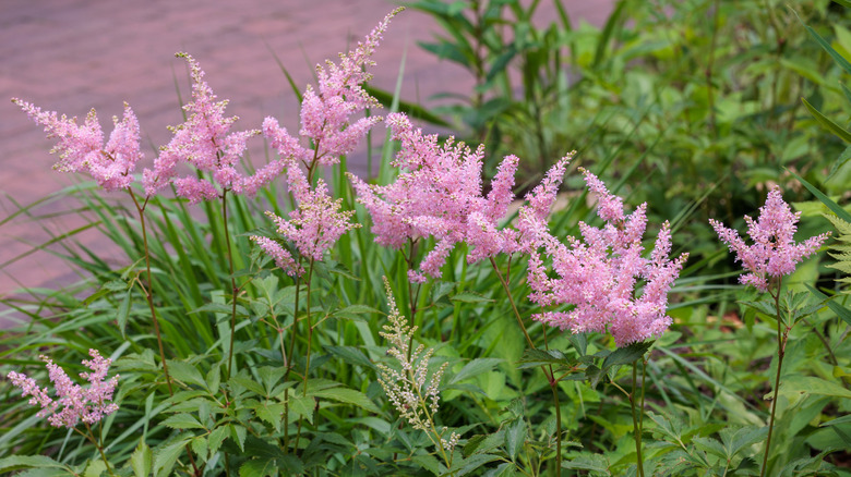 Closeup of pink Astilbe blooms.