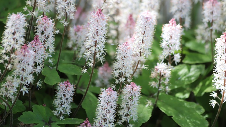 Closeup of foamflower blooms