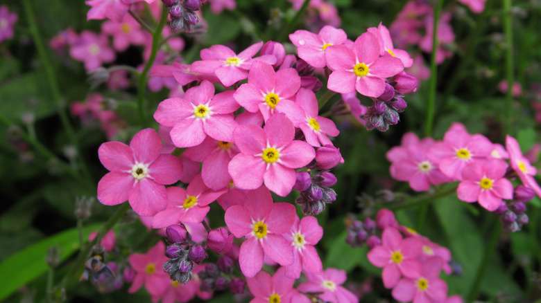 Closeup of pink forget-me-not blooms.