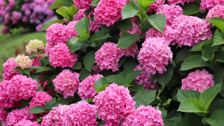 Closeup of bright pink hydrangea blooms