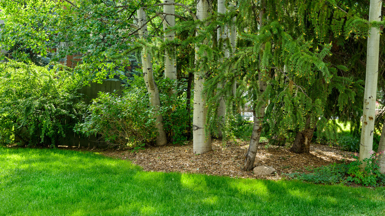 A area of lawn and bark-mulched garden bed shaded by tall trees.