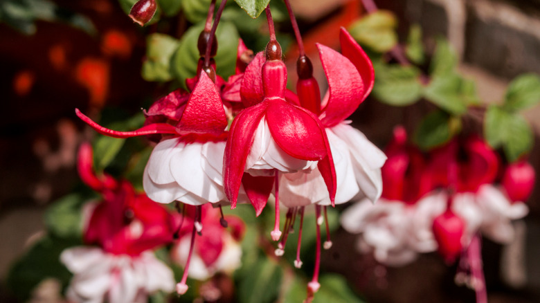 Closeup of bright pink fuchsia flowers.