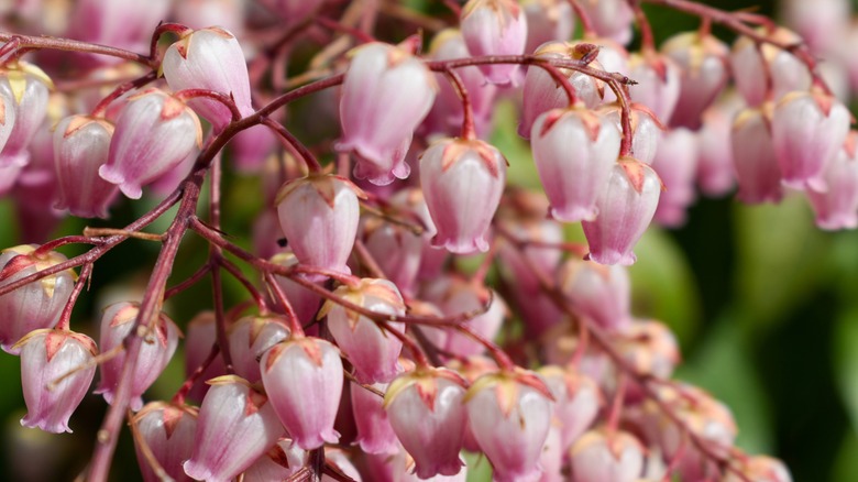 Closeup of pink lily-of-the-valley blooms