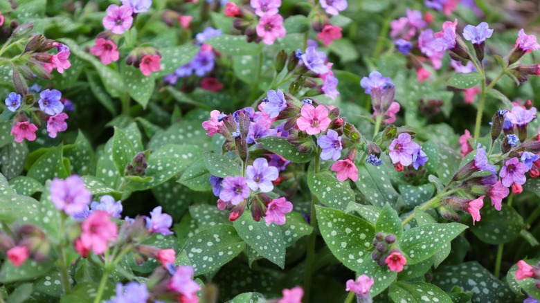 Closeup of pink and purple lungwort blooms