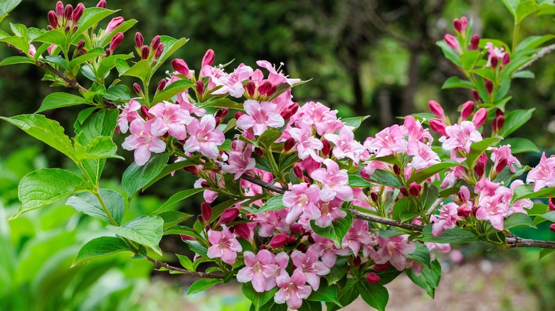 Closeup of an old-fashioned weigela brand with pink blooms