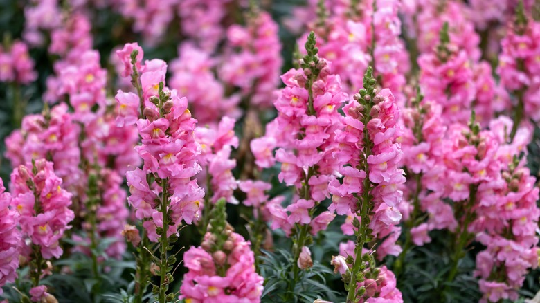 Closeup of vertical pink snapdragon blooms.