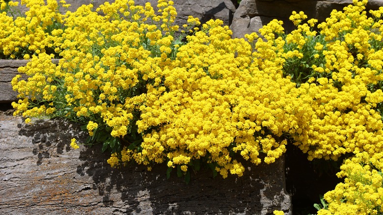 A large flowering basket of gold plant growing down a large chunk of rock