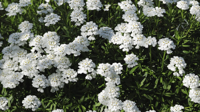 A bountiful candytuft flower shrub in the sun