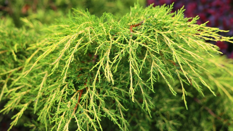 A closeup of a bright green creeping juniper branch