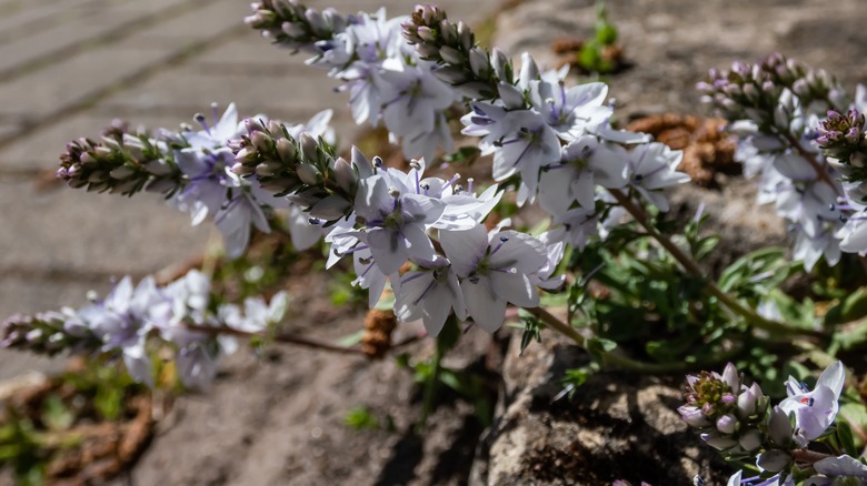 A close shot of blooming white veronica prostrata flowers