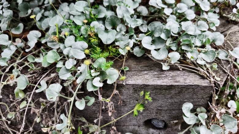 A dichondra silver falls plant growing freely over a wood barrier