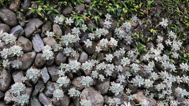 Multiple Graptopetalum succulents growing on a rock wall