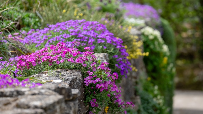 Flowering plants growing over a stone brick wall