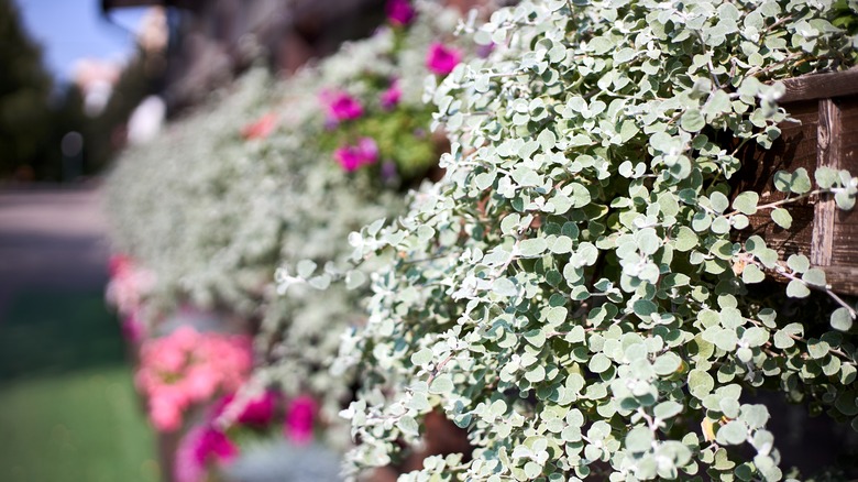 An overflowing basket of licorice flower on a garden wall