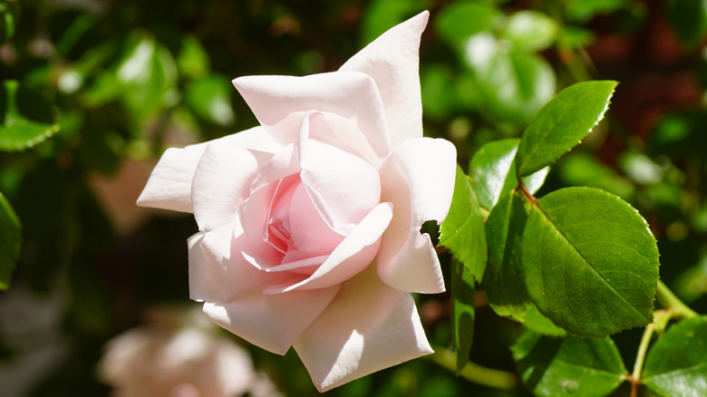 A closeup of a pale pink new dawn rose with rich green leaves