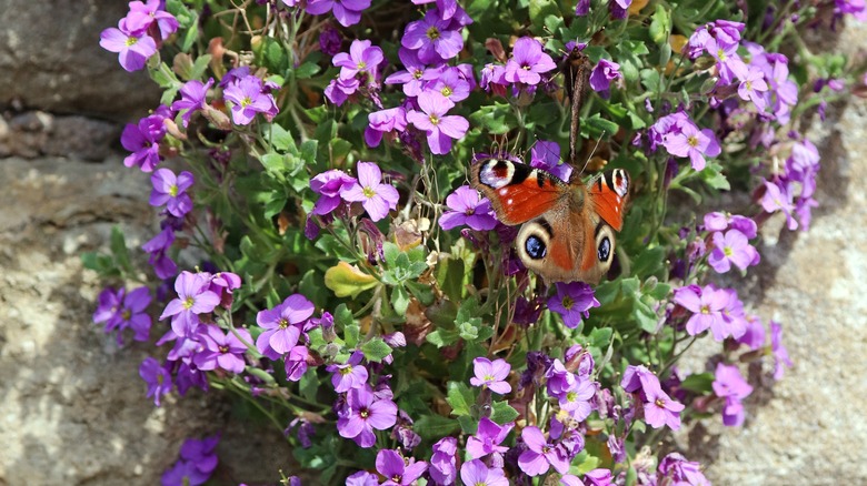 A butterfly perched on purple rock cress cascading down a rock wall