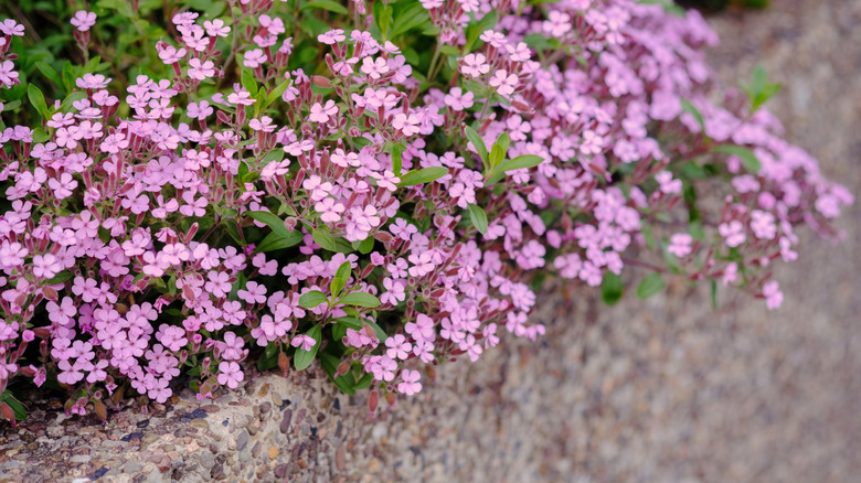 Tiny pink rock soapwort flowers cascading over a rock wall